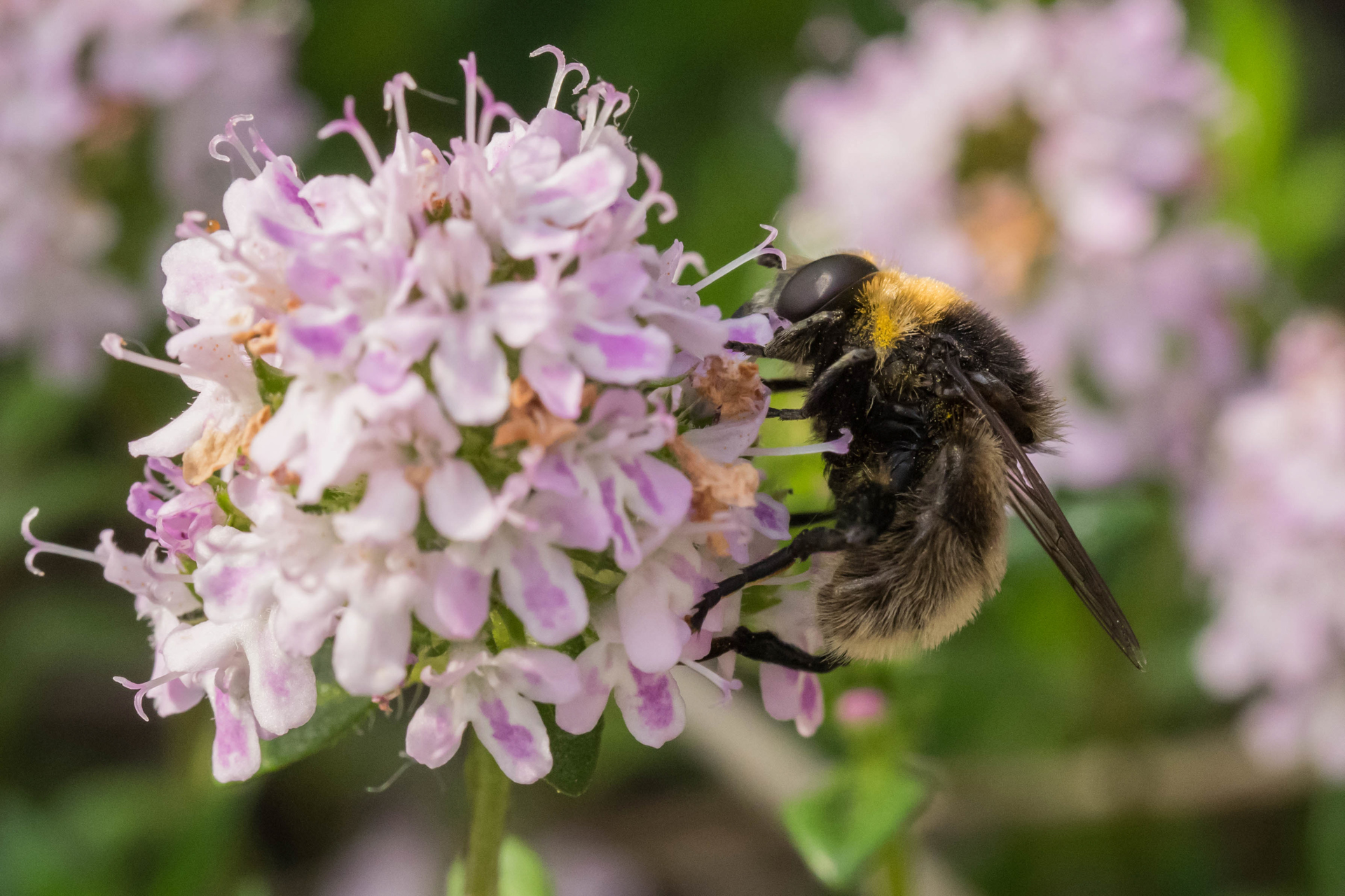 hoverfly-on-purple-flower-its-volucella-bombylans-on-thyme-felix-fornoff