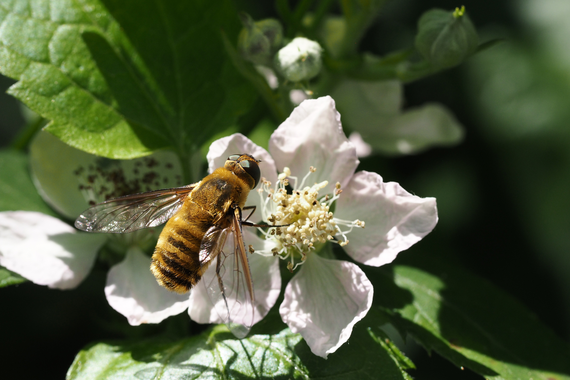 bee-fly-villa-hottentotta-on-rubus-fruticosus-felix-fornoff