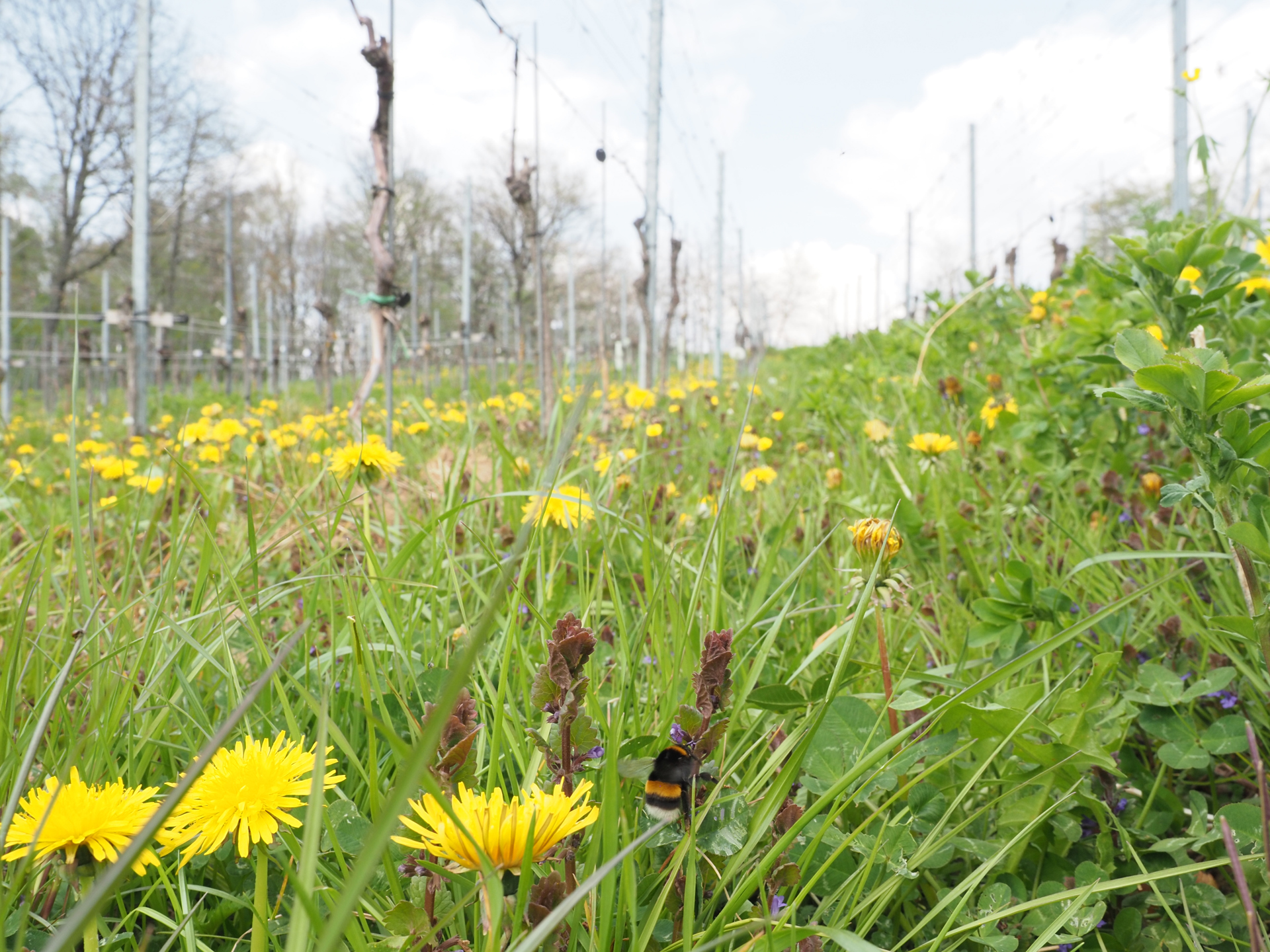 bumblebee-on-spring-flowers-in-vineyard-felix-fornoff