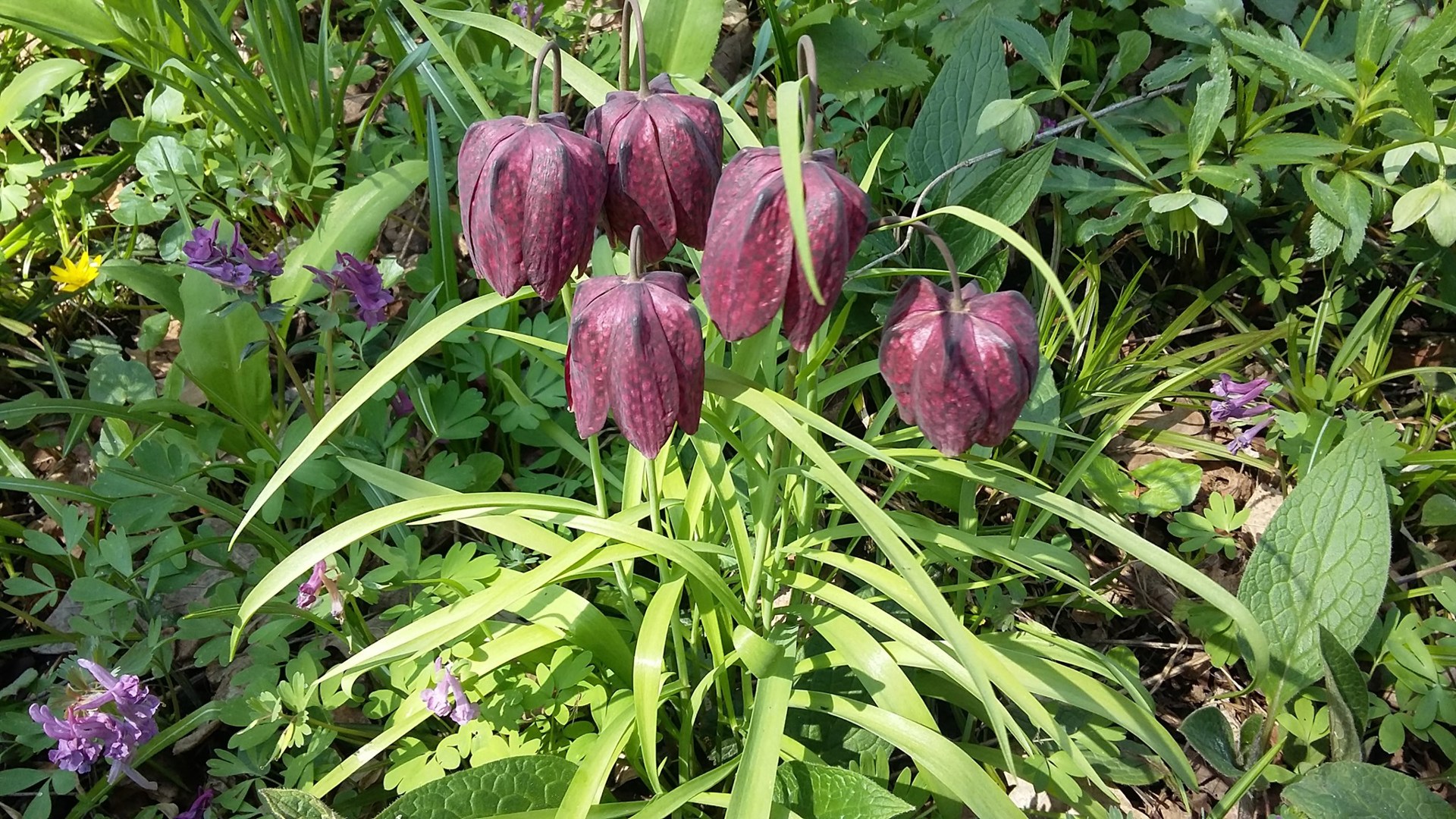 Рябчик шаховий (Fritillaria meleagris L.). Вид занесений до Червоної книги України і Польщі