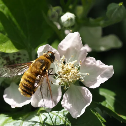 Bee-fly Villa hottentotta on Rubus fruticosus Felix Fornoff