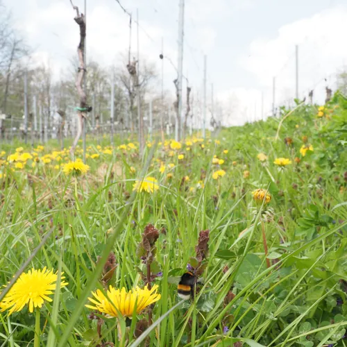 Bumblebee on spring flowers in vineyard Felix Fornoff
